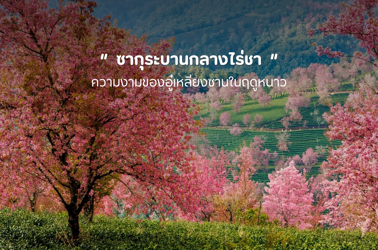 หุบเขาซากุระอู๋เหลียงซาน ซากุระสีชมพูที่ผลิบานท่ามกลางไร่ชาบนภูเขายูนนาน
