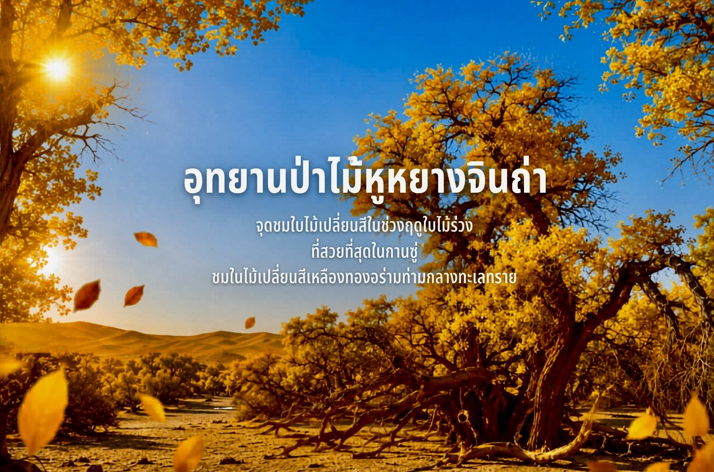 อุทยานป่าไม้หูหยางจินถ่า ดินแดนสีทองแห่งเส้นทางสายไหม