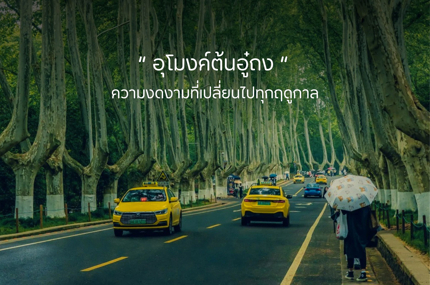 อุโมงค์ต้นอู๋ถง มุมสวยที่ทำให้หลงรักเซินเจิ้น