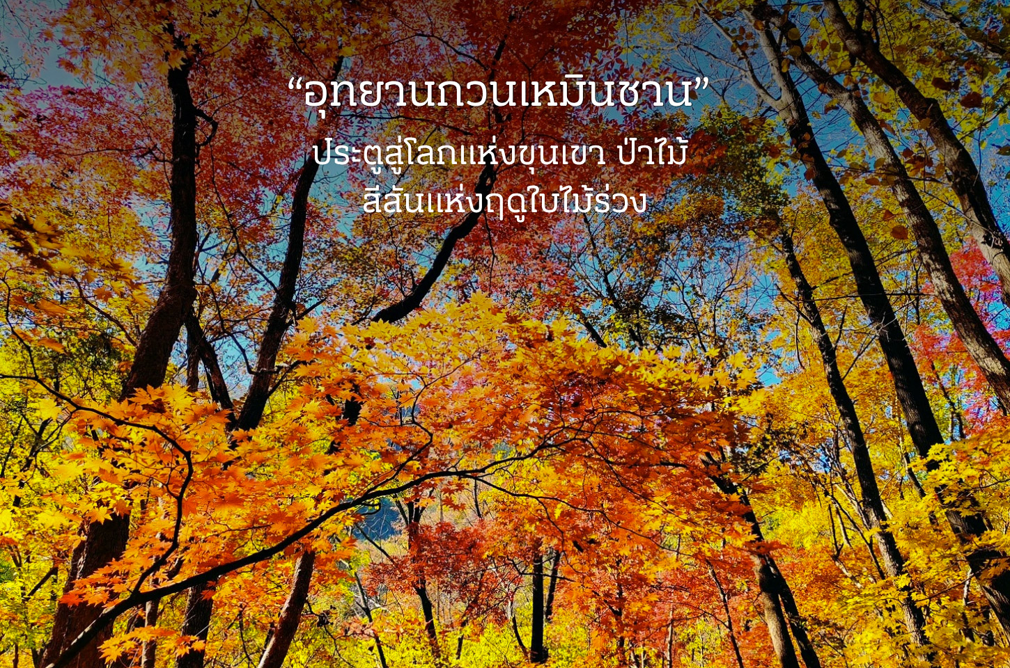 สัมผัสเสน่ห์ธรรมชาติอันยิ่งใหญ่ ท่ามกลางป่าเขา น้ำตก และสีสันแห่งฤดูใบไม้ร่วง