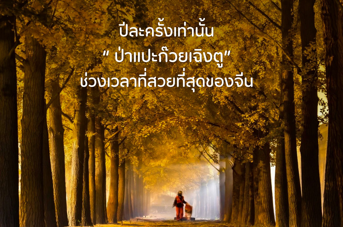 ป่าแปะก๊วยเฉิงตู ดินแดนสีทองแห่งฤดูใบไม้ร่วง