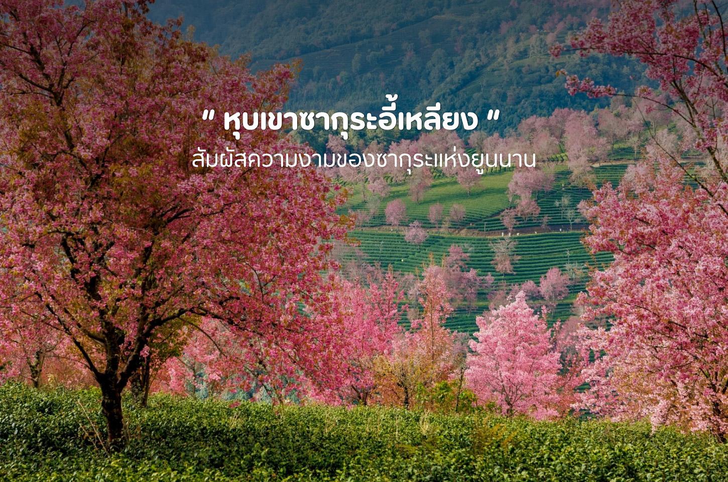 หุบเขาซากุระอี้เหลียง ความงามแห่งฤดูใบไม้ผลิในคุนหมิง