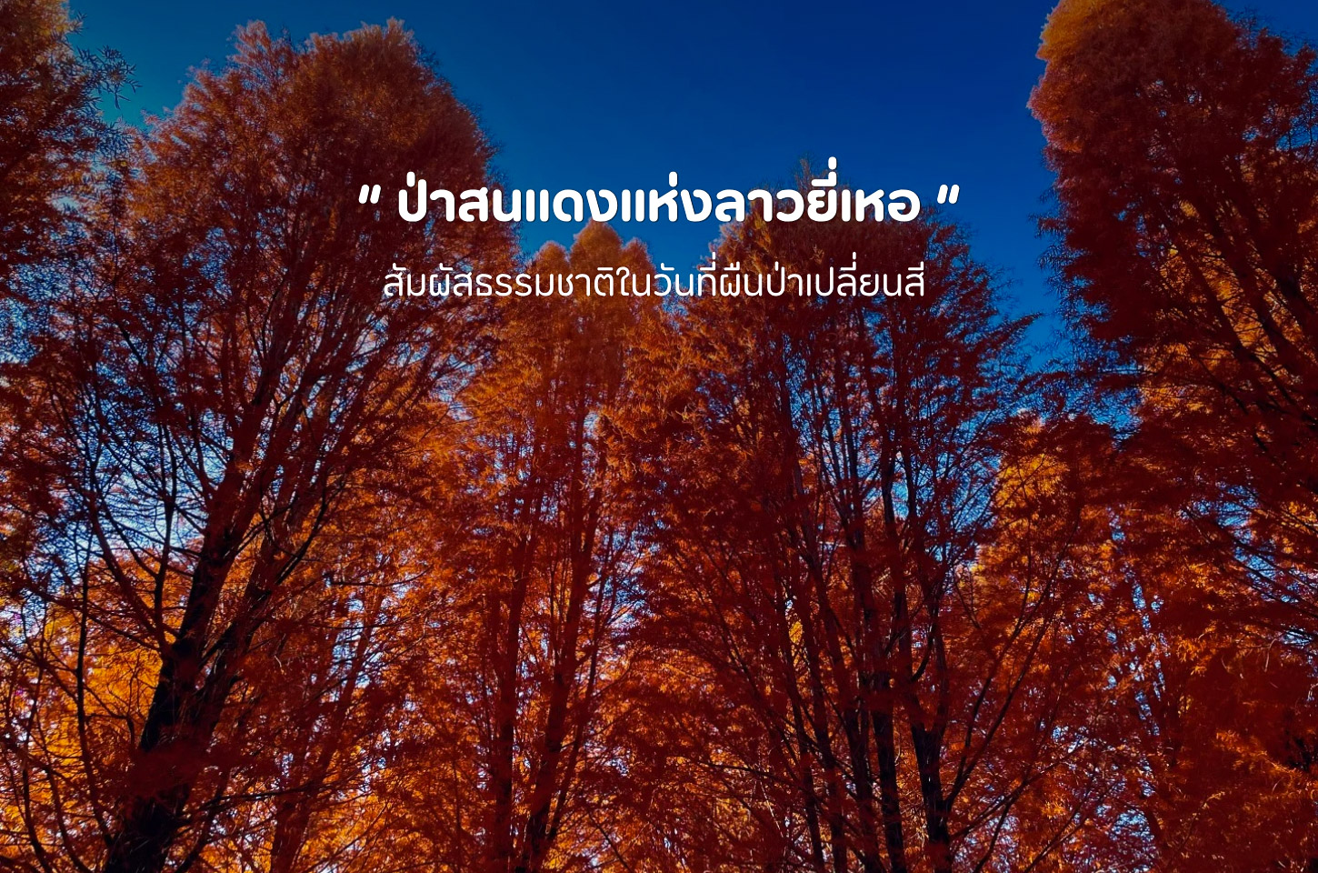 จากสีเขียวสู่สีแดง มนต์เสน่ห์ป่าสนแดงลาวยี่เหอ