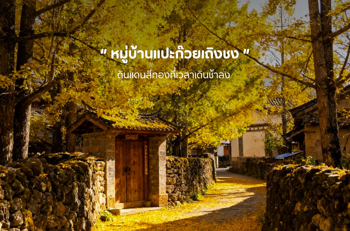 หมู่บ้านแปะก๊วยเถิงชง เมื่อฤดูใบไม้ร่วงเปลี่ยนทั้งหมู่บ้านให้กลายเป็นสีทอง