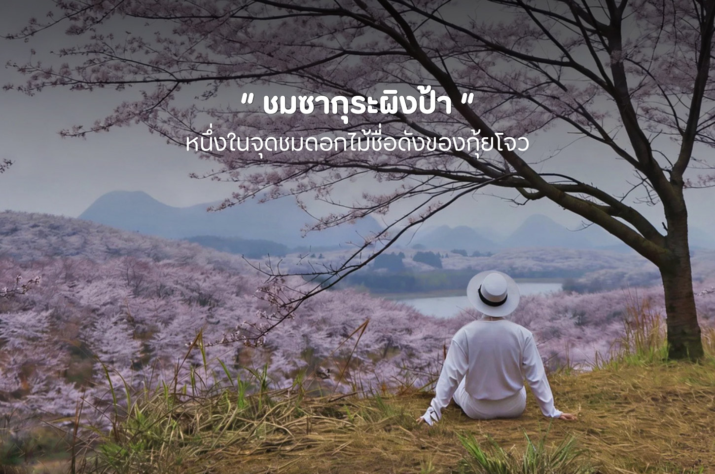 ซากุระนับแสนต้น เสน่ห์ที่ทำให้ผิงป้ากลายเป็นจุดหมายในฝัน