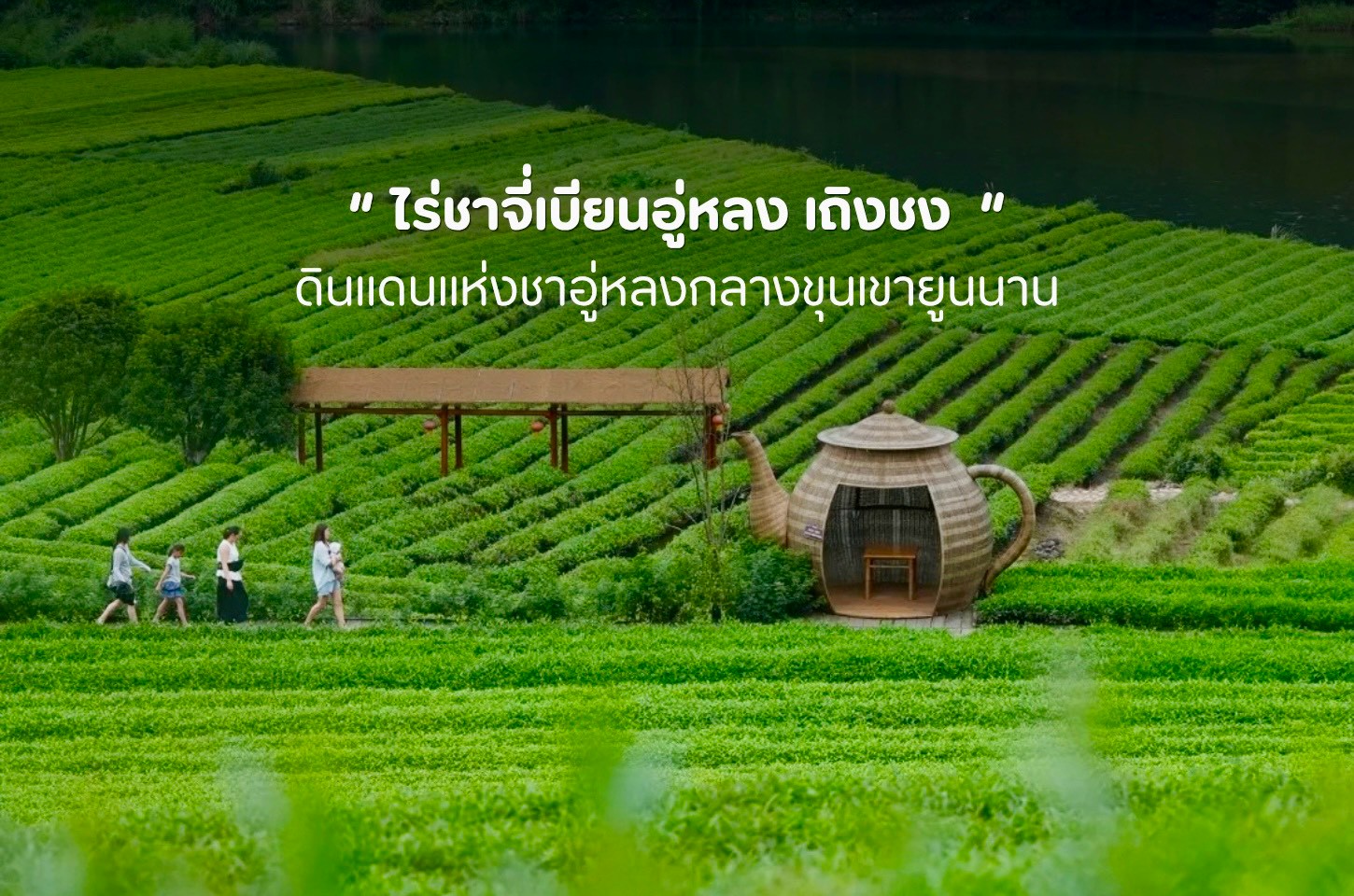 เที่ยวไร่ชาจี่เบียนอู่หลง สัมผัสเสน่ห์ชาแห่งเถิงชง
