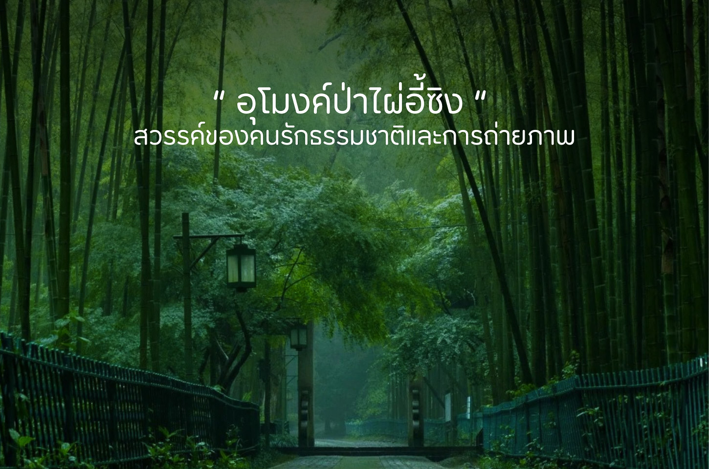 อุโมงค์ป่าไผ่อี้ซิง เมื่อธรรมชาติสร้างอุโมงค์สีเขียวที่งดงามเกินบรรยาย
