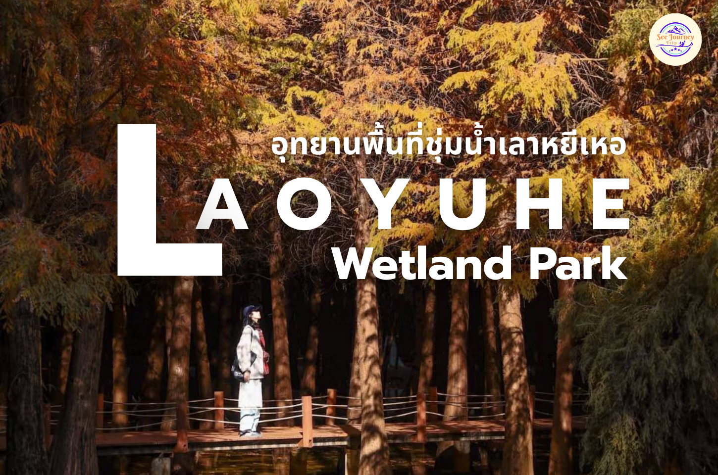 LAOYUHE WETLAND PARK ป่าสนสีทองแห่งรุ่งอรุญในแสงแรกของวัน