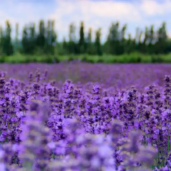 อี้หนิง